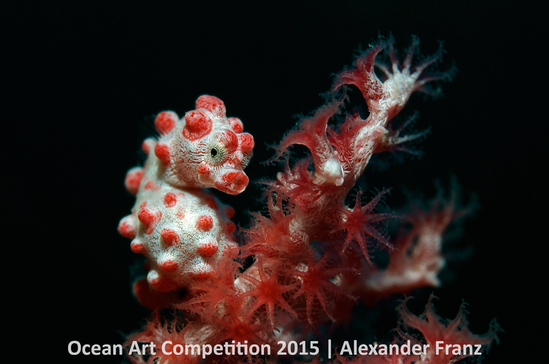 Illustration for article titled These Photos Show the Alien Beauty of Life Underwater